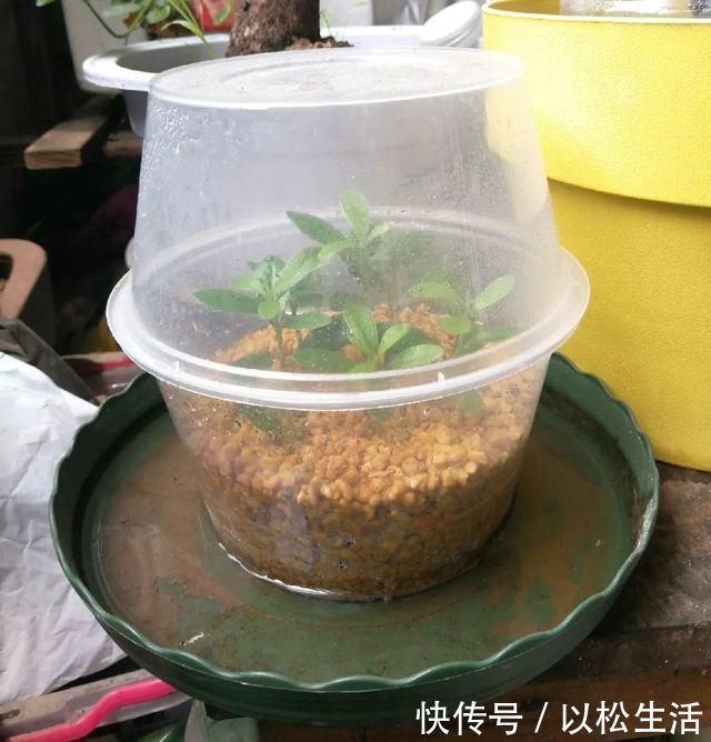 6月，最适合扦插的花，一插就活，大白根冒疯了