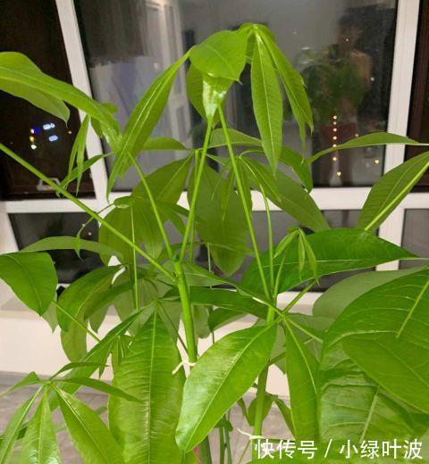 啤酒|橡皮树发财树用它浇一浇，叶子干净闪亮，天热也会蹭蹭长！