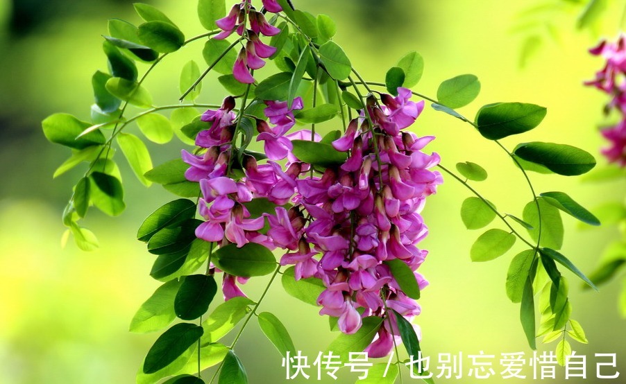适合家养的5种花卉，好养易活易爆盆，花色艳丽，阳台开成小花园