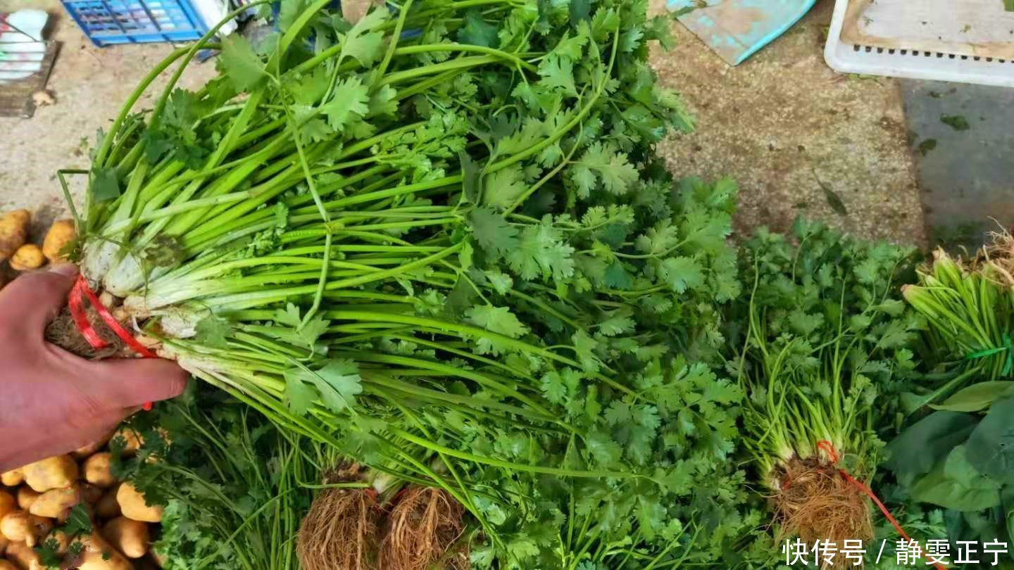 保存香菜,直接放冰箱就错了,教你1招,吃半年都新鲜,特清香