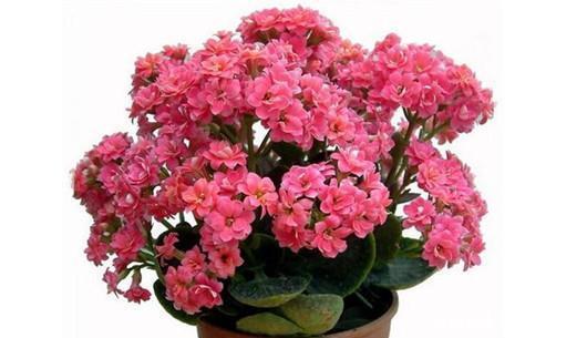 叶子|想让长寿花叶子绿、花朵大又多花多吗？教你4个小窍门