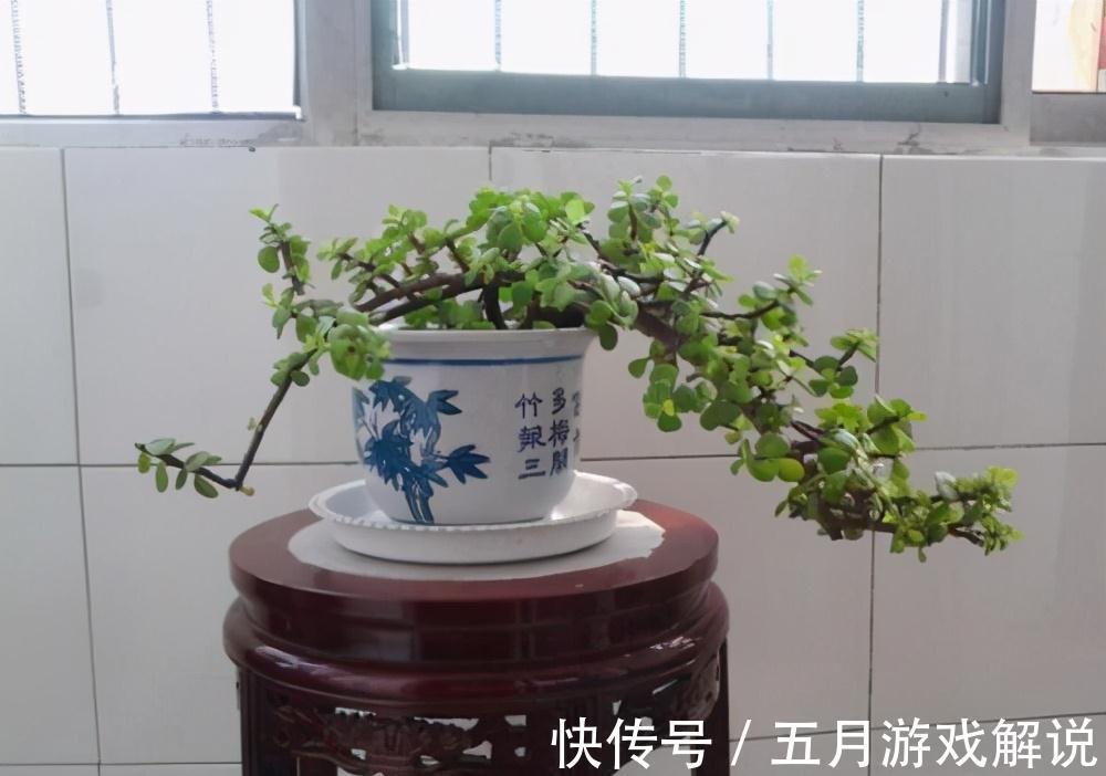 多肉植株中的金枝玉叶,木质化主茎随便修剪,就是上好盆景