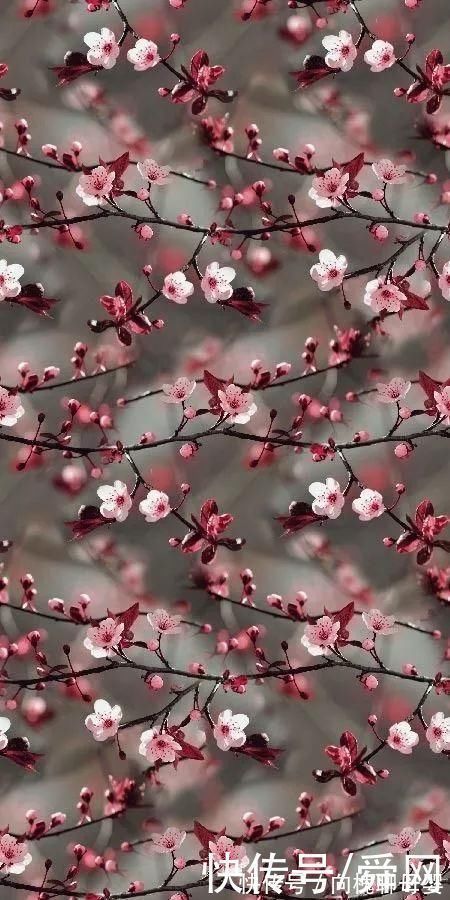 马萨德|神奇!这个开花树居然可以长成这样震撼世人!真是太美了
