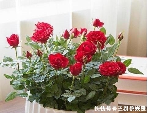 养花|家里养花不要瞎眼！这6种花旺财又养人，有2种花是大忌！