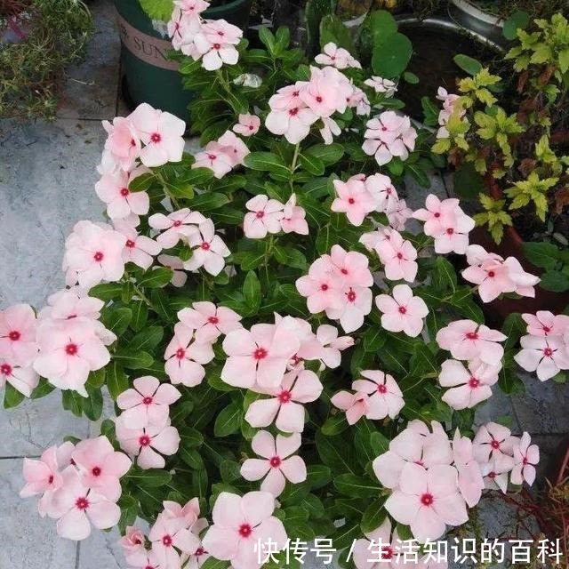 想省心就养这些花，没有病虫害，就爱开花！想省心就养这些花，没有病虫害，就爱开花！