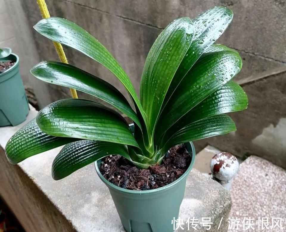 天气冷气温低,这些花要干养,少浇水才不易受冻和烂根