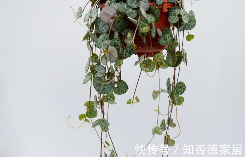 植物|这些植物，放桌子上太普通，吊起来就打开了新世界的大门