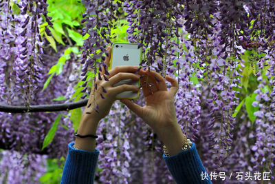 花朵|寓意“紫气东来”的5种花,养在家里“年年”都能开,太赞了