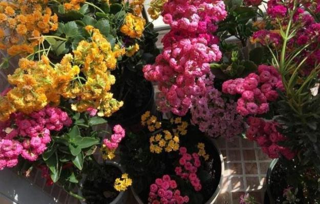 发育不良|修剪完长寿花该怎么善后做好这4项工作，一茬接一茬开花