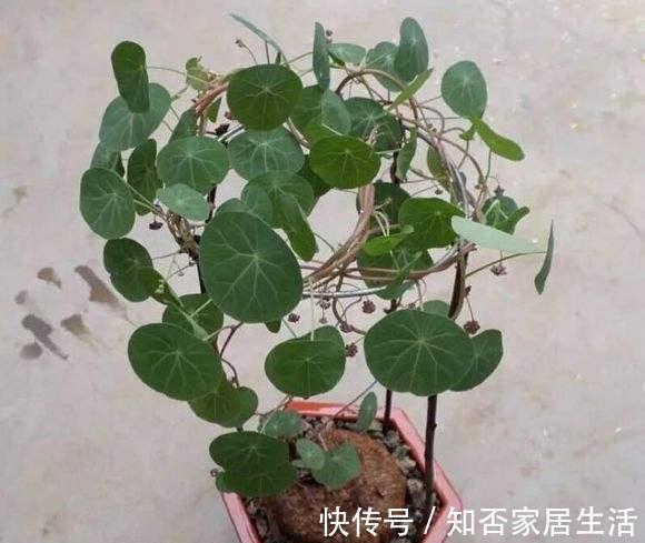 繁殖|南方的山乌龟遍地是，北方的山乌龟150一斤，当成多肉养很不错