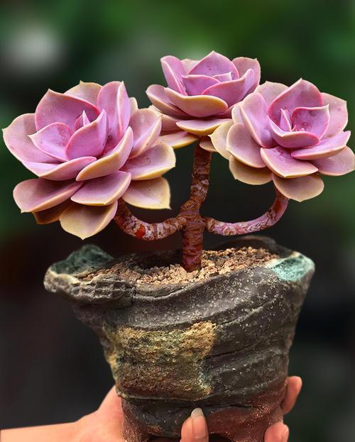 易度夏|夏天养一盆多肉紫珍珠,不褪色颜色美,皮实好养易度夏