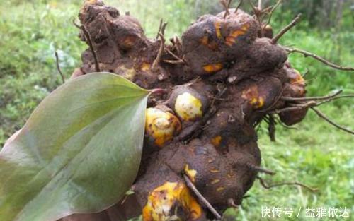 金刚藤|它价值30元一斤,农民见到却要将其铲除,今天科普请珍惜