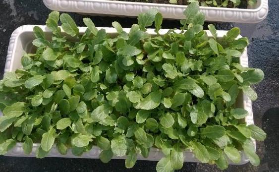 浇灌|淘米水浇花甭大意、随便!学会正确用法,养花才能盆盆长得旺