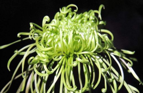 喜欢菊花，不如养盆绿朝云，绚丽多姿格外的迷人