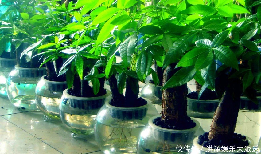 扦插|枝繁叶茂财运旺的发财树,适合家庭盆栽,该怎么养护呢