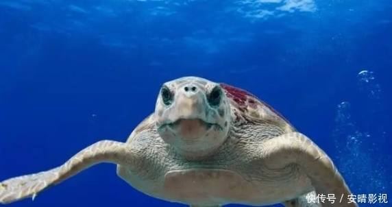 大海龟最大的天敌 被这种寄生物缠上 离结束也不远 快资讯