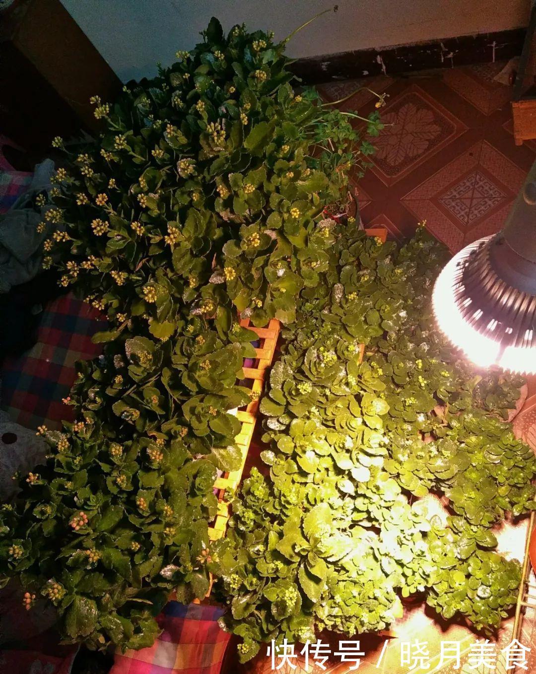 养花技巧:长寿开花不过瘾,学会1招,让它爆开1000朵