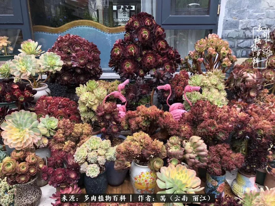一年四季不同景，一院多肉陪我后半生！