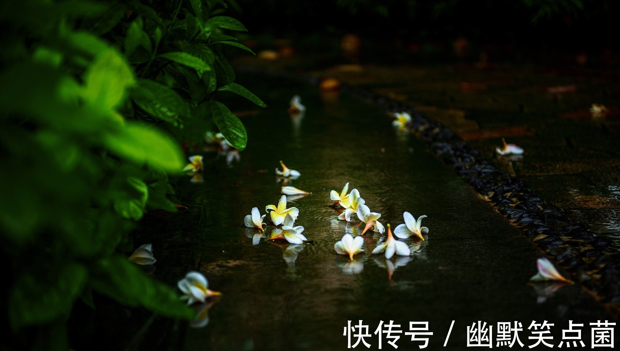 虞美人 雨后同干誉才卿置酒来禽花下作@八句话,四幅画,叶梦得的一首小词,昂扬向上,充满青春的气息