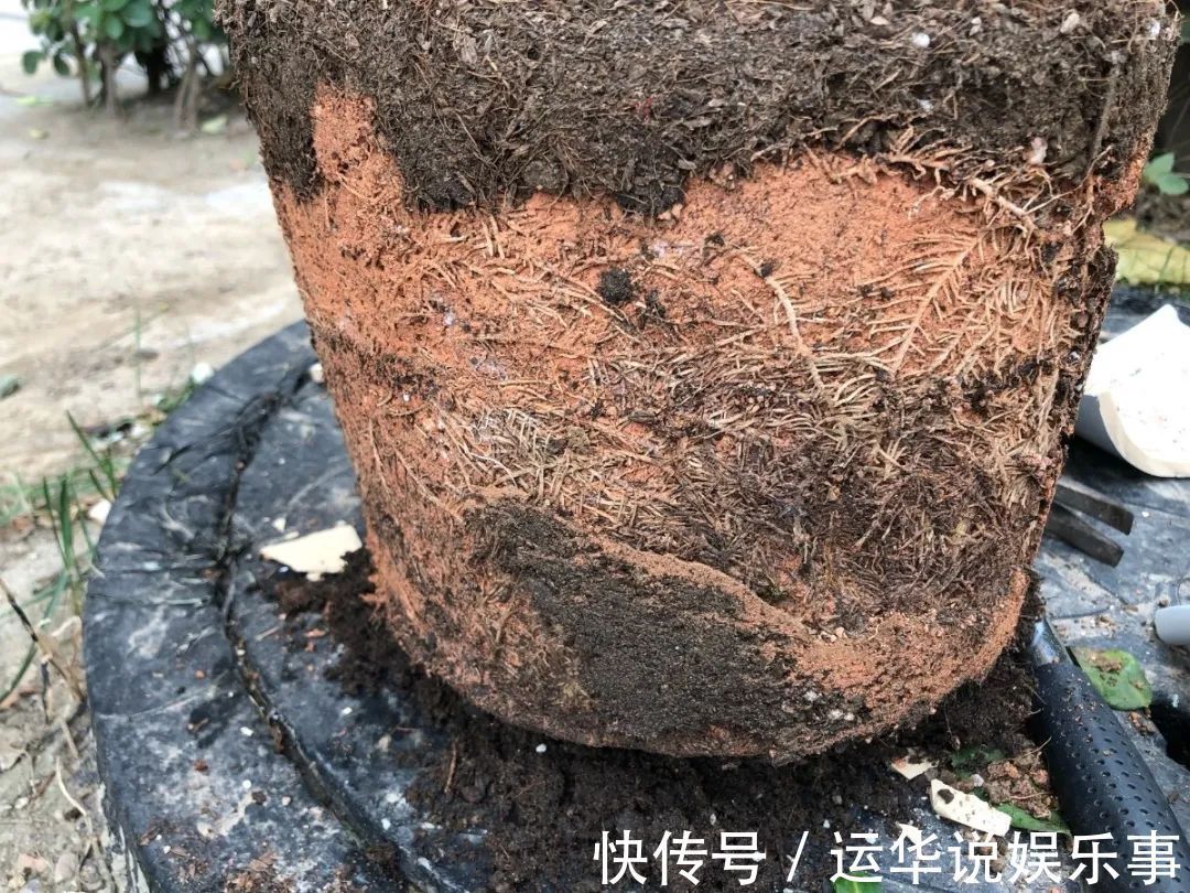 10种花爱喝醋,浇水加点酸,叶子油亮爱开花!