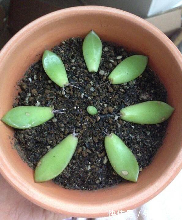 多肉叶插，记住3个小诀窍，生根发芽快，一棵变10棵，一盆变多盆