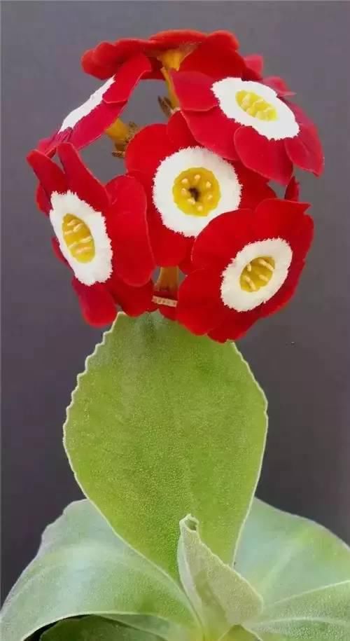 太太太漂亮了，绝对没有见过，发到群里，朋友们会爱死你的！