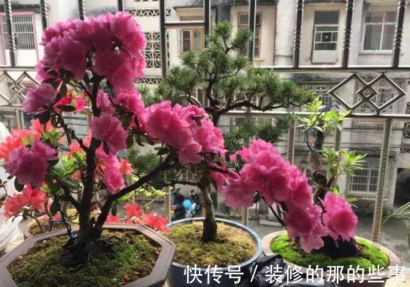 酸碱度|养花全靠1句话，这样养花保证能活
