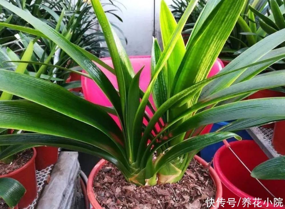 养花|养君子兰,用3种“花土”,植株长得旺,叶子宽厚