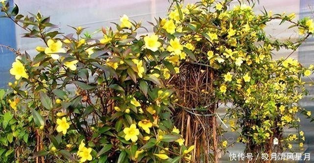 红花|全株有毒却成“网红花”,商家告诉你它多漂亮,却不说毒性有多强