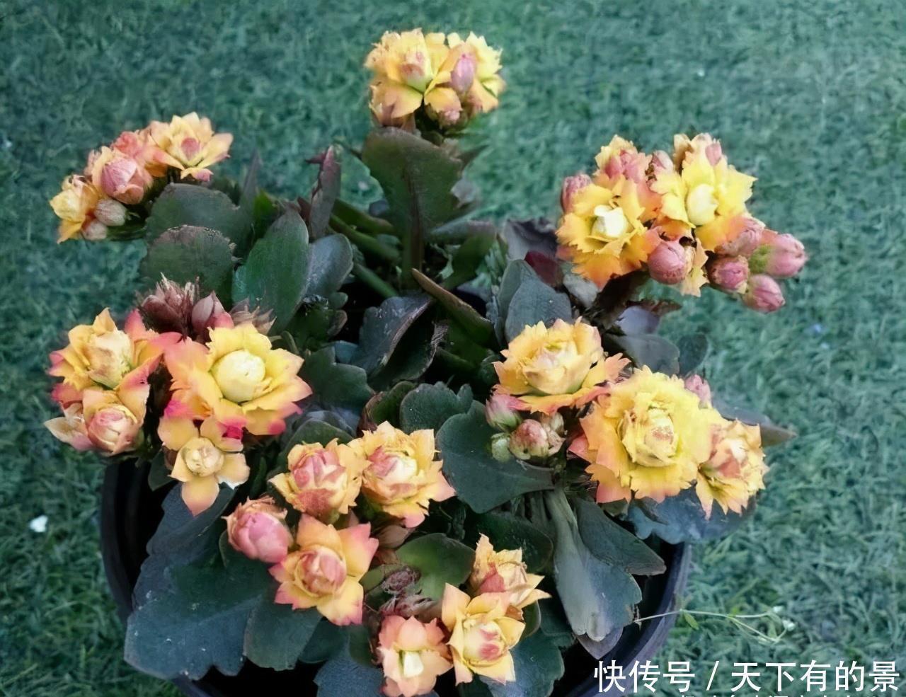 长寿|长寿花有“三怕”，入冬养护得避开，养成小老桩，清香宜人小半年