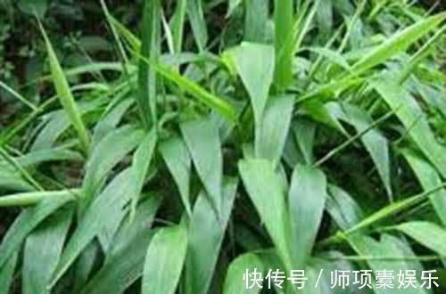 野生植物|种子会黏人，叶片是上好的凉茶，用来泡茶有良效，为家庭必备