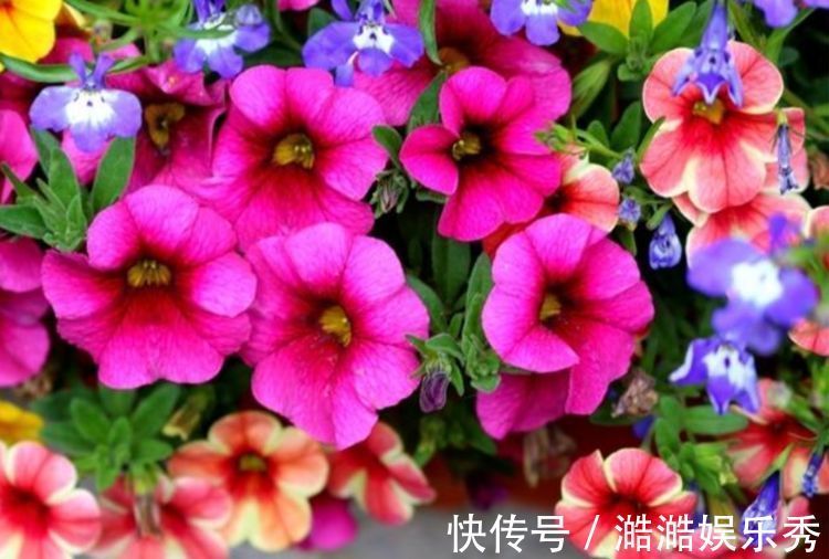 4种花超漂亮,家里养一盆,满屋飘香,养庭院,十里飘香