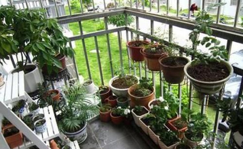 阳台太小又想养花怎么办老花农教你几招,阳台立马变花园