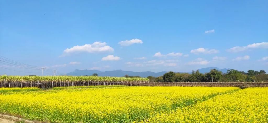 古韵|儿童急走追黄蝶，飞入菜花无处寻。此处风景独美！