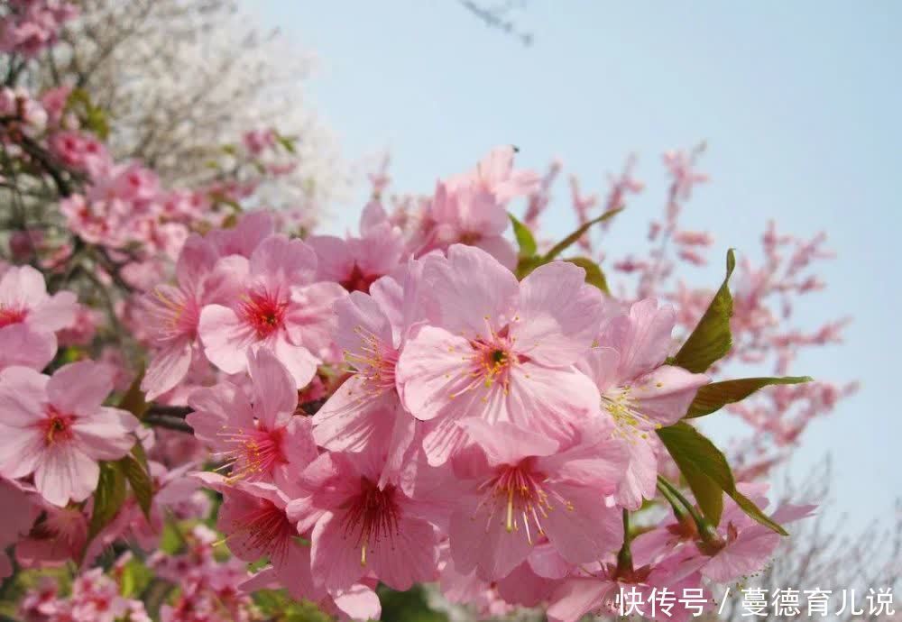 花花世界迷人眼！？在英德也能坐上火车看绚烂的花海，真是太美了！