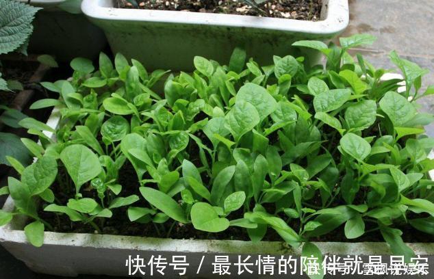 种菜|阳台上最好养的“3种菜”，种一次，吃不完，收获一盆又一盆