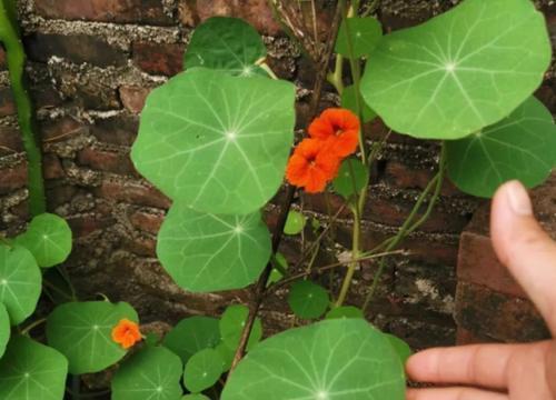 金莲|好看又好养的旱金莲,盆栽抓住这4个要点,花墙、花帘子全有了