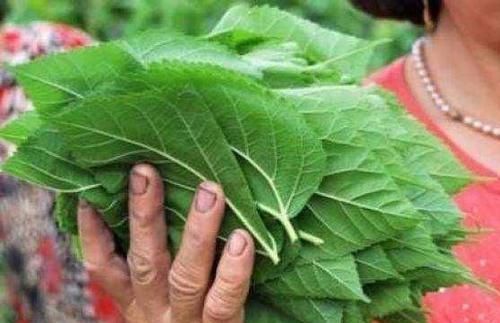 阴虚体|聪明人爱吃几种食物，消食开胃，延缓衰老，享受健康生活！