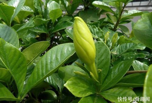 盆栽花草中的6个“醋罐子”,多浇酸水,叶子才能绿得冒油!