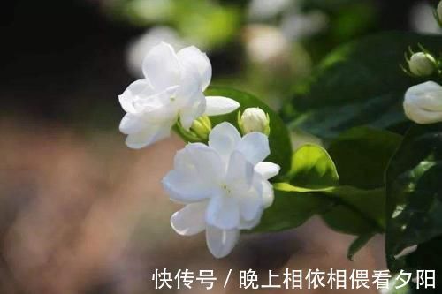 茉莉花|想要冬季茉莉花损耗小，养护做好这几点，来年长势快，开花多