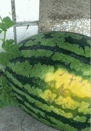 |搞笑GIF:马总怎么的,你这是玩穿越吗?