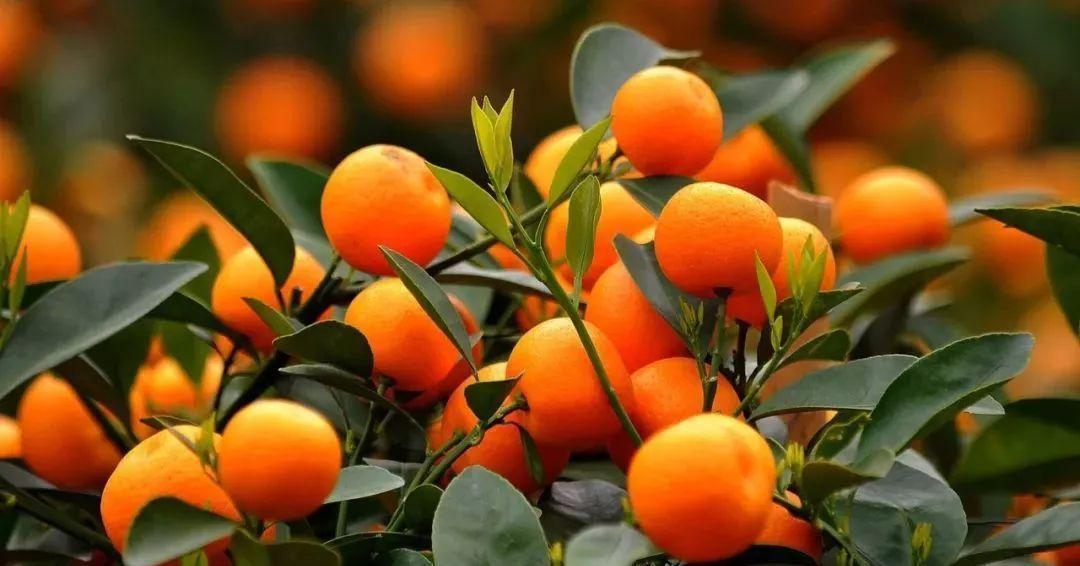 竹报平安|家中养一盆，有“灵气”的植物，油绿旺盛，招财旺家，平安，康健