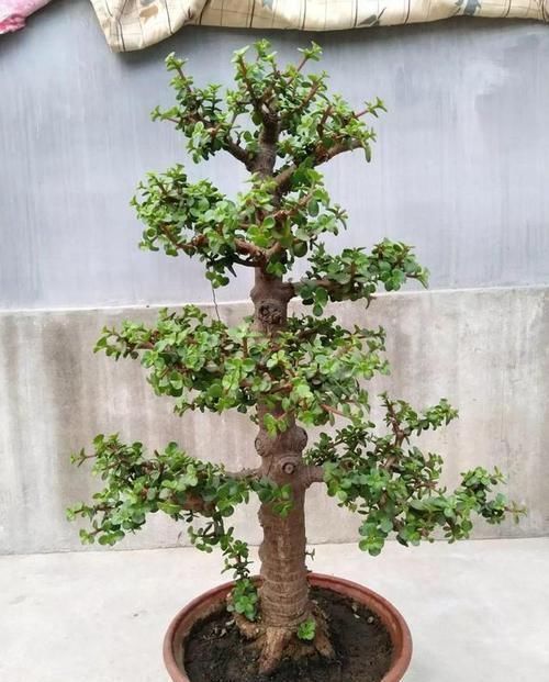 浇灌|养金枝玉叶要“有耐心”,知道这个小技巧,2年养成高颜值老桩