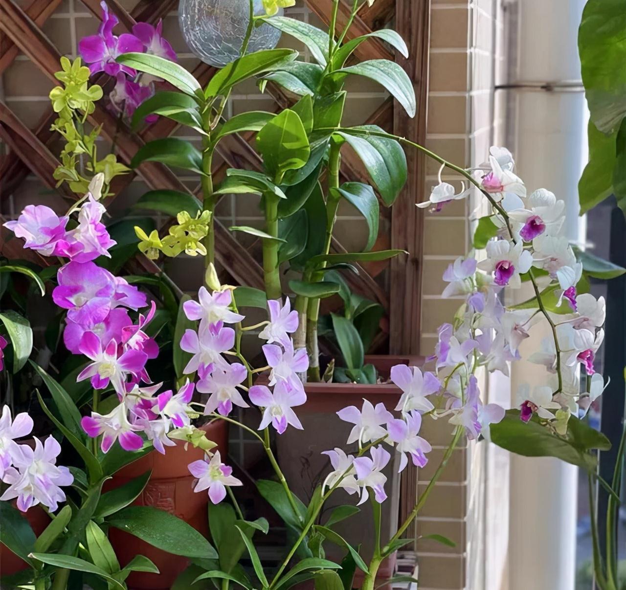 “10种花”好养又漂亮,有点散光就“生长”,花叶俱美,富贵大气