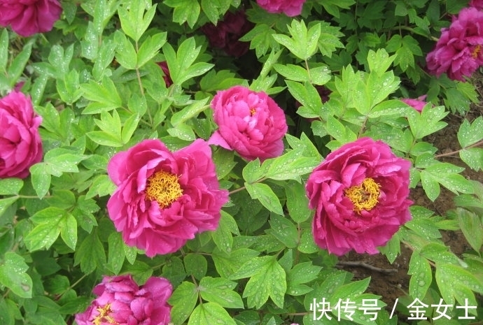 花友|擦亮眼睛，别被“花贩骗子”蒙蔽，轻易入手这4款植物