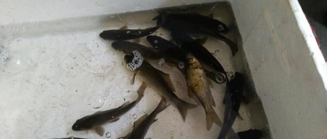 浮漂|野钓小技巧浮漂做一个小改动,惊鱼几率大降