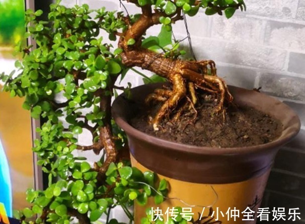 金枝玉叶老掉叶,想成老桩是奢望?那是因为你不知道它有“四怕”