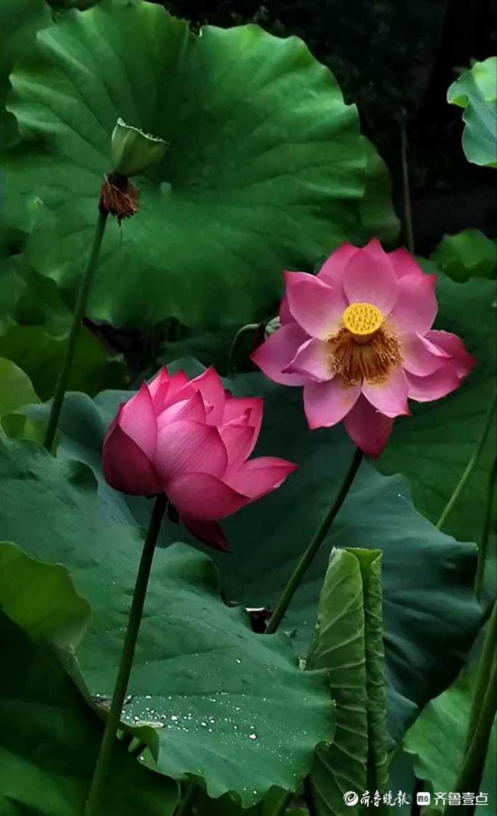 泉城雨中荷花绽放分外妖娆，恭喜壹粉获奖|8月30日最佳情报| 泉城公园