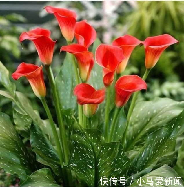 4种花养家里，开花不断，花朵多又艳，直接变成“小花园”