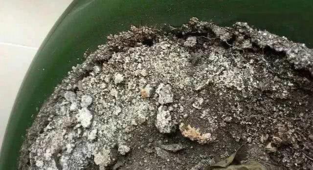 浇水|花盆中一旦发现“它”,别犹豫抓紧翻盆换土,否则花儿活不长久